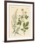 Indigenous Spice Plants-null-Framed Giclee Print