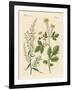 Indigenous Spice Plants-null-Framed Giclee Print