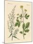 Indigenous Spice Plants-null-Mounted Giclee Print