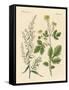 Indigenous Spice Plants-null-Framed Stretched Canvas