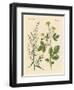 Indigenous Spice Plants-null-Framed Giclee Print