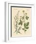 Indigenous Spice Plants-null-Framed Giclee Print