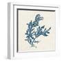 Indigo Algae III-Jennifer Goldberger-Framed Art Print