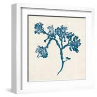 Indigo Algae IV-Jennifer Goldberger-Framed Art Print