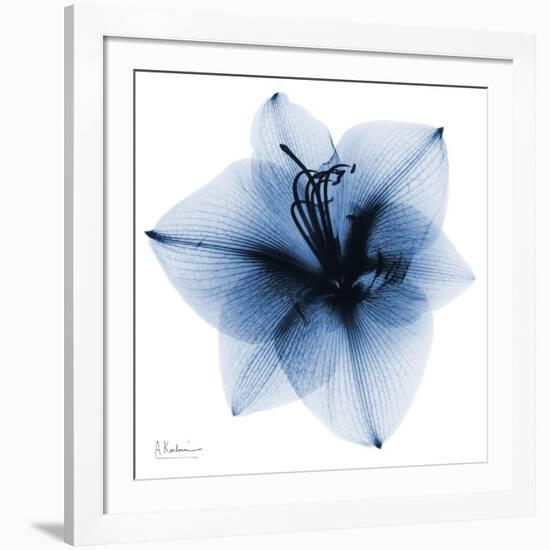 Indigo Amaryllis 1-Albert Koetsier-Framed Art Print