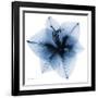 Indigo Amaryllis 1-Albert Koetsier-Framed Art Print