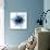 Indigo Amaryllis 1-Albert Koetsier-Mounted Art Print displayed on a wall