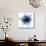 Indigo Amaryllis 1-Albert Koetsier-Mounted Art Print displayed on a wall