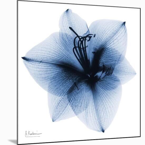 Indigo Amaryllis 1-Albert Koetsier-Mounted Art Print