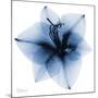 Indigo Amaryllis 1-Albert Koetsier-Mounted Art Print