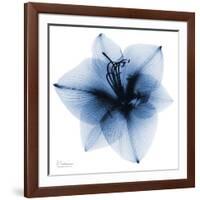 Indigo Amaryllis 1-Albert Koetsier-Framed Art Print