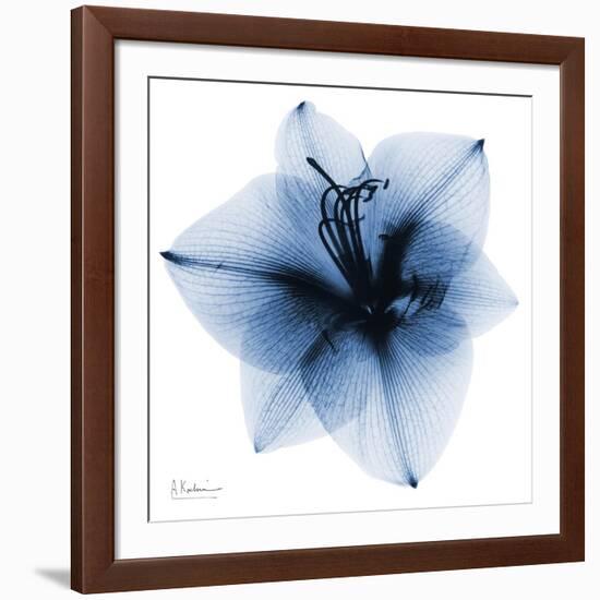 Indigo Amaryllis 1-Albert Koetsier-Framed Art Print