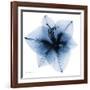 Indigo Amaryllis 1-Albert Koetsier-Framed Art Print