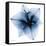 Indigo Amaryllis 1-Albert Koetsier-Framed Stretched Canvas