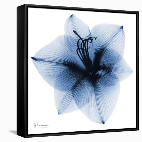 Indigo Amaryllis 1-Albert Koetsier-Framed Stretched Canvas