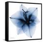 Indigo Amaryllis 1-Albert Koetsier-Framed Stretched Canvas