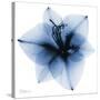 Indigo Amaryllis 1-Albert Koetsier-Stretched Canvas