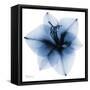 Indigo Amaryllis 1-Albert Koetsier-Framed Stretched Canvas