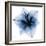 Indigo Amaryllis 1-Albert Koetsier-Framed Art Print