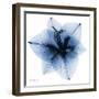 Indigo Amaryllis 1-Albert Koetsier-Framed Art Print