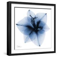 Indigo Amaryllis 1-Albert Koetsier-Framed Art Print