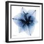 Indigo Amaryllis 1-Albert Koetsier-Framed Art Print