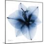 Indigo Amaryllis 1-Albert Koetsier-Mounted Art Print