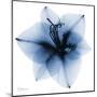 Indigo Amaryllis 1-Albert Koetsier-Mounted Art Print