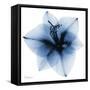 Indigo Amaryllis 1-Albert Koetsier-Framed Stretched Canvas