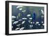 Indigo and Lace - Indigo Bunting-Wilhelm Goebel-Framed Giclee Print