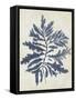 Indigo Blue Seaweed 2 b-Fab Funky-Framed Stretched Canvas