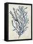 Indigo Blue Seaweed 3 b-Fab Funky-Framed Stretched Canvas