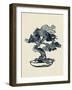 Indigo Bonsai IV-Jacob Green-Framed Art Print