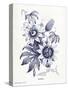 Indigo Botanical I-Gwendolyn Babbitt-Stretched Canvas