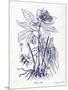 Indigo Botanical II-Gwendolyn Babbitt-Mounted Art Print