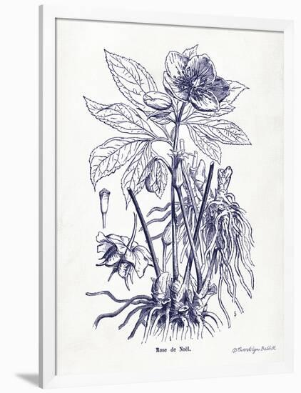 Indigo Botanical II-Gwendolyn Babbitt-Framed Art Print