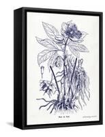 Indigo Botanical II-Gwendolyn Babbitt-Framed Stretched Canvas