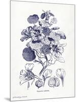 Indigo Botanical IV-Gwendolyn Babbitt-Mounted Art Print