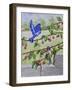 Indigo Bunting and Rainbow Bunting-Charlsie Kelly-Framed Giclee Print