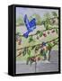 Indigo Bunting and Rainbow Bunting-Charlsie Kelly-Framed Stretched Canvas