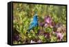 Indigo Bunting Male in Azalea Bush. Marion, Illinois, Usa-Richard ans Susan Day-Framed Stretched Canvas