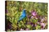 Indigo Bunting Male in Azalea Bush. Marion, Illinois, Usa-Richard ans Susan Day-Stretched Canvas