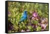 Indigo Bunting Male in Azalea Bush. Marion, Illinois, Usa-Richard ans Susan Day-Framed Stretched Canvas