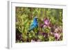 Indigo Bunting Male in Azalea Bush. Marion, Illinois, Usa-Richard ans Susan Day-Framed Photographic Print