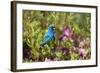 Indigo Bunting Male in Azalea Bush. Marion, Illinois, Usa-Richard ans Susan Day-Framed Photographic Print