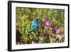 Indigo Bunting Male in Azalea Bush. Marion, Illinois, Usa-Richard ans Susan Day-Framed Photographic Print