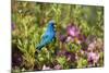 Indigo Bunting Male in Azalea Bush. Marion, Illinois, Usa-Richard ans Susan Day-Mounted Photographic Print