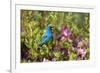 Indigo Bunting Male in Azalea Bush. Marion, Illinois, Usa-Richard ans Susan Day-Framed Photographic Print