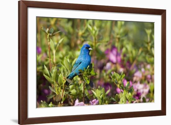 Indigo Bunting Male in Azalea Bush. Marion, Illinois, Usa-Richard ans Susan Day-Framed Photographic Print