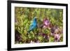 Indigo Bunting Male in Azalea Bush. Marion, Illinois, Usa-Richard ans Susan Day-Framed Photographic Print